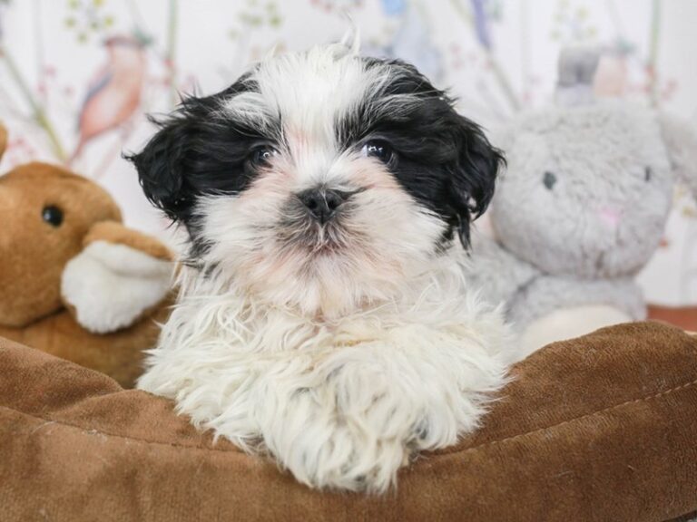 Shih Tzu