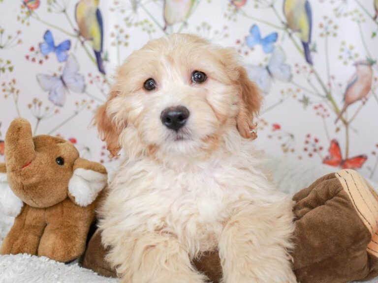 Mini Goldendoodle