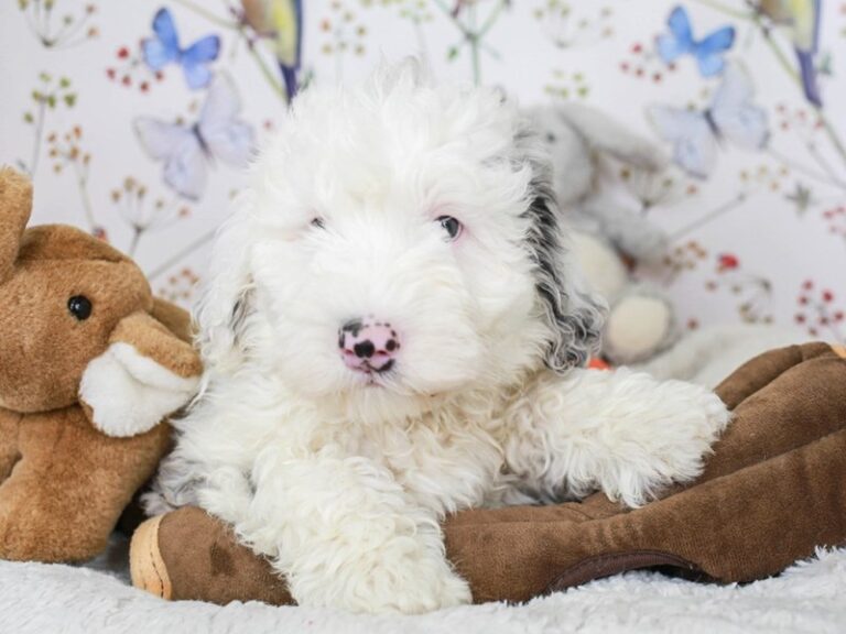 Mini Sheepadoodle