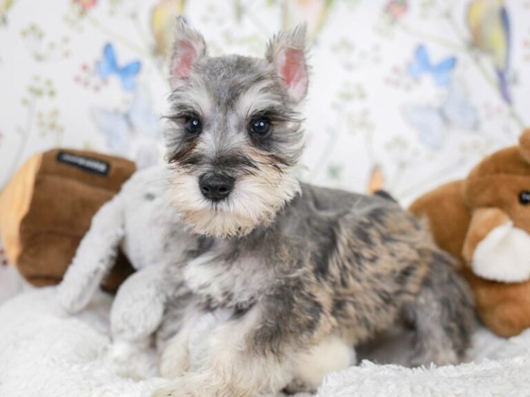Mini Schnauzer