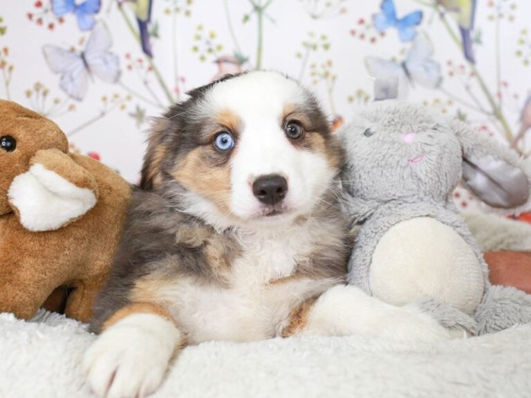 Mini Aussie