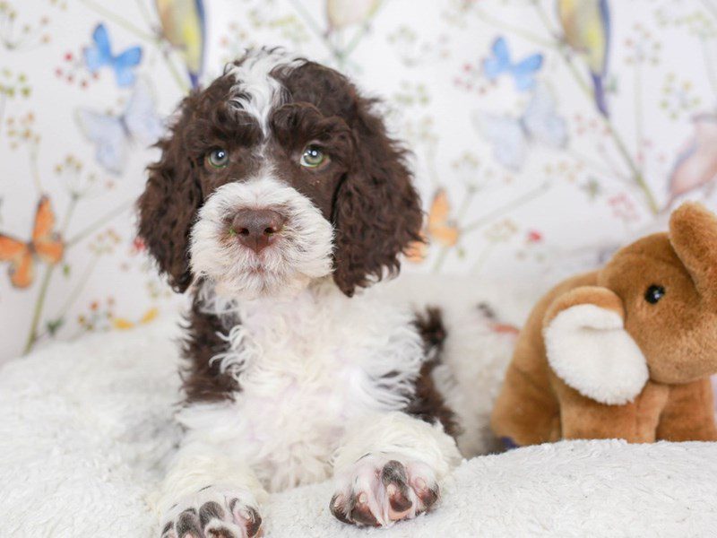 Standard Poodle-Male-choc & wh parti-3582472-Animal Kingdom | Puppies N Love