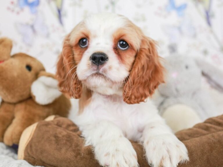 Cavalier King Charles