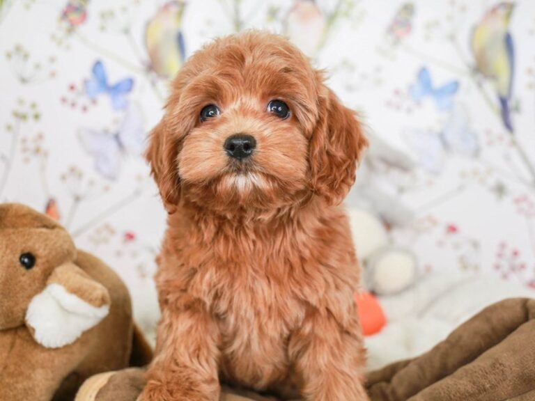 Cockapoo
