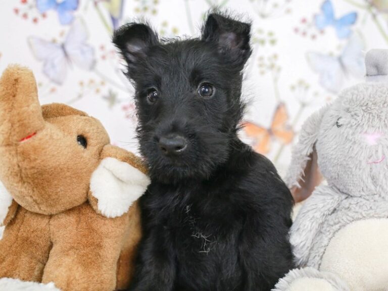 Scottish Terrier