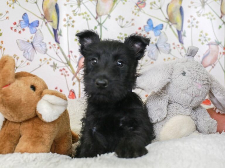 Scottish Terrier