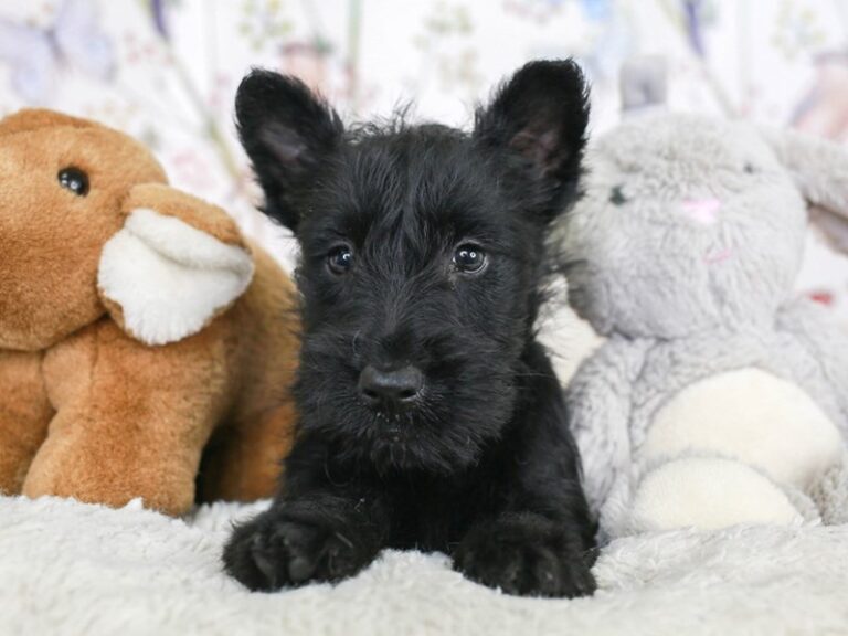 Scottish Terrier