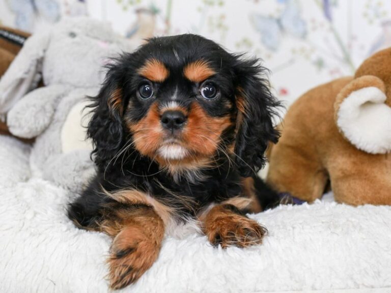 Cavalier King Charles