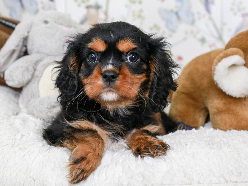 Cavalier King Charles-Female-blk & tn-3582538-Animal Kingdom | Puppies N Love