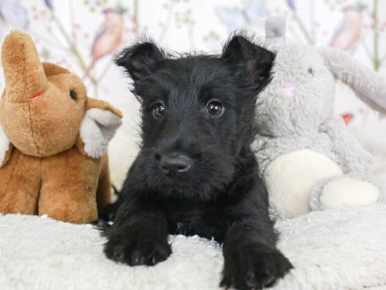 Scottish Terrier