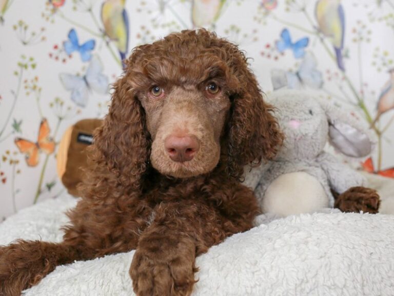 Standard Poodle