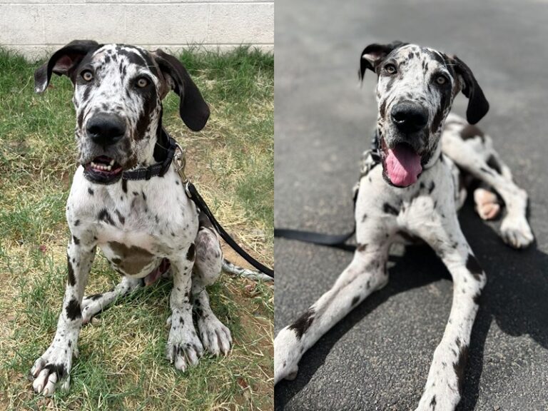 Great Dane