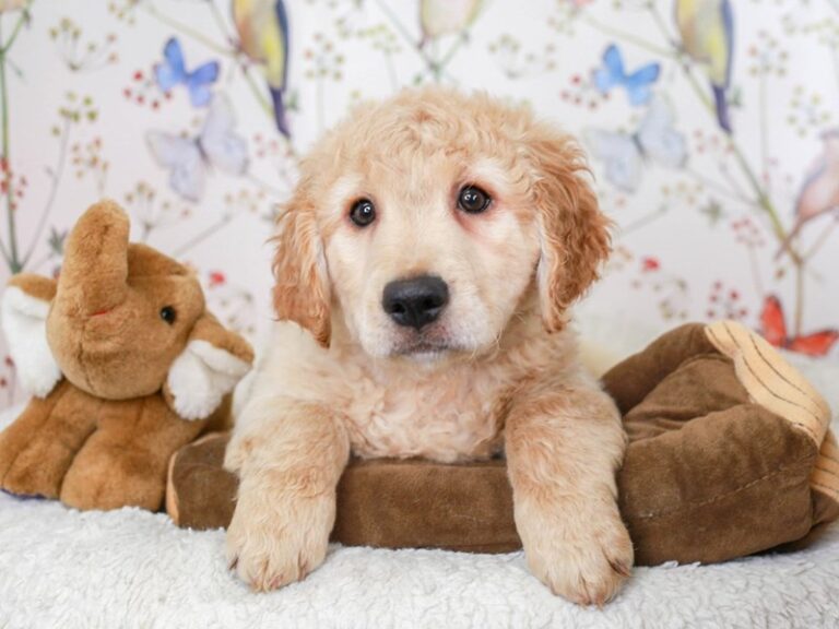 Mini Goldendoodle