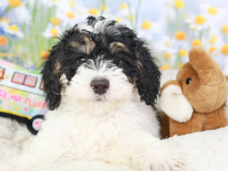 Mini Bernedoodle-Female-Blk Wh & Tn-3593352-Animal Kingdom | Puppies N Love