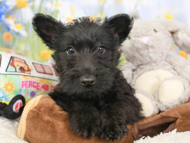 Scottish Terrier