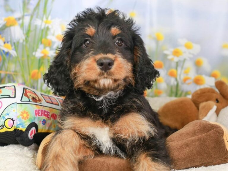 Mini Bernedoodle