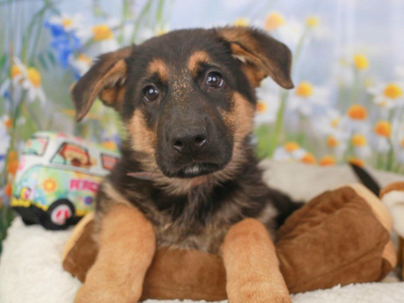 German Shepherd Dog-Female-blk & tn-3593856-Animal Kingdom | Puppies N Love