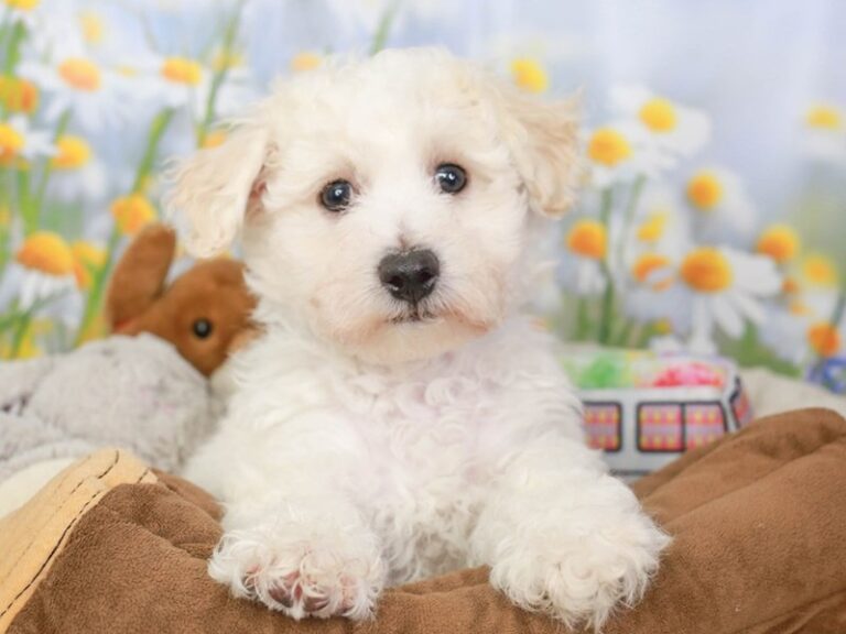 Bichon Frise
