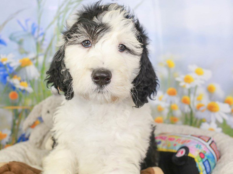 Sheepadoodle-Female-blk & wh-3593997-Animal Kingdom | Puppies N Love