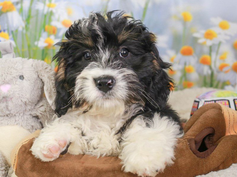 Mini Bernadoodle-Female-Blk Wh & Tri markings-3594016-Animal Kingdom | Puppies N Love