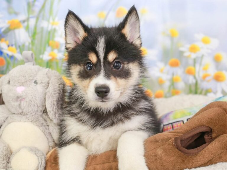 Pomsky
