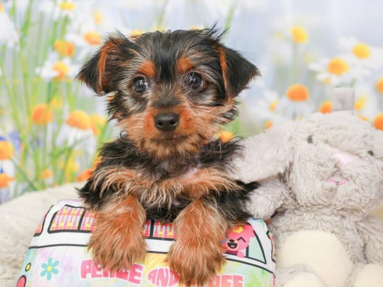 Yorkshire Terrier