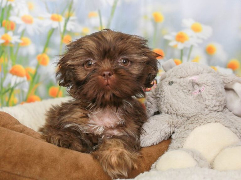 Shih Tzu