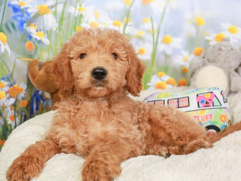 Mini Goldendoodle