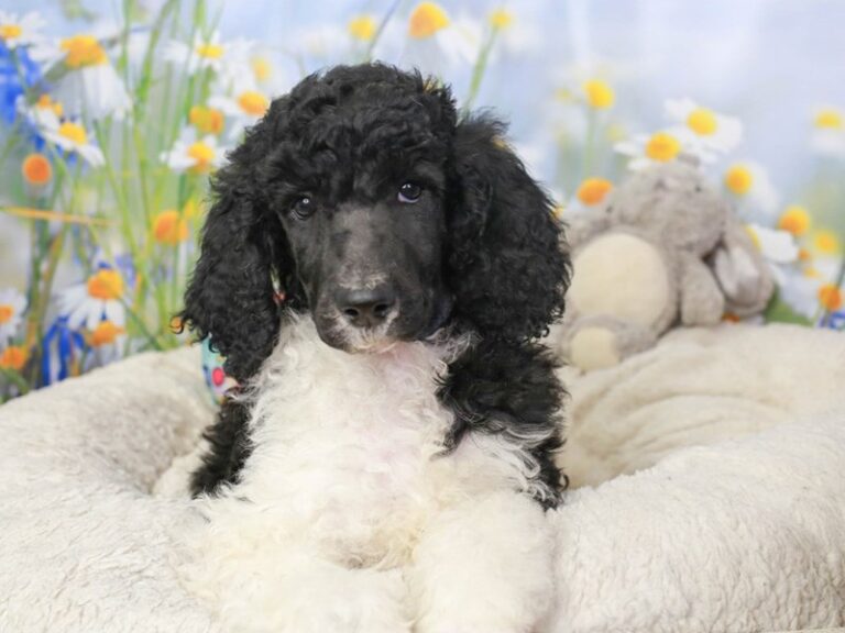 Standard Poodle