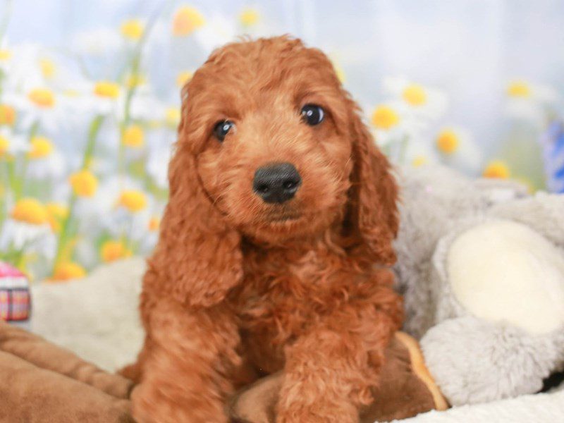 Mini Irishdoodle-Male-red-3593360-Animal Kingdom | Puppies N Love