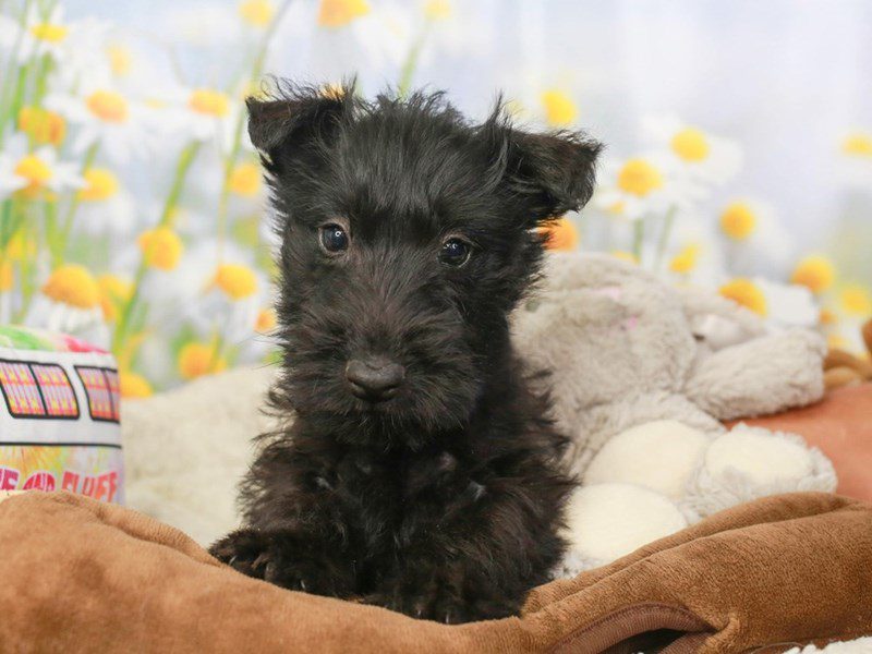 Scottish Terrier-Female-BLACK-3593514-Animal Kingdom | Puppies N Love