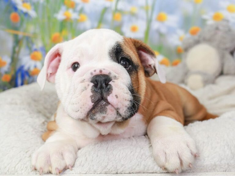 English Bulldog