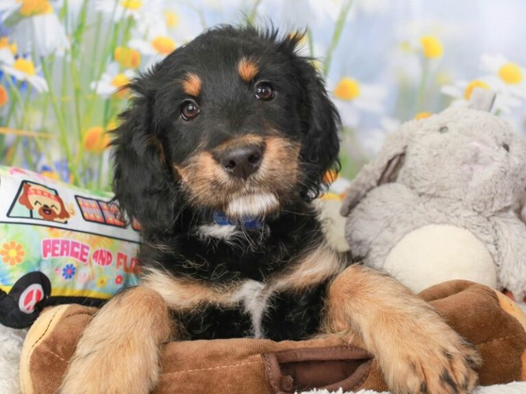 Mini Bernedoodle