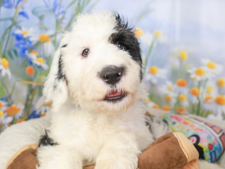 Sheepadoodle