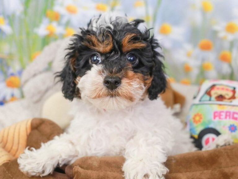 Cavapoo