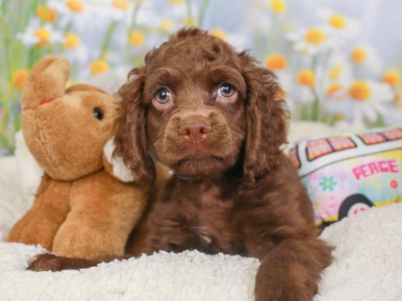 Cockapoo-Male-CHOCOLATE-3593908-Animal Kingdom | Puppies N Love