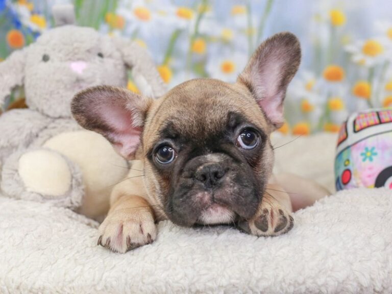 French Bulldog