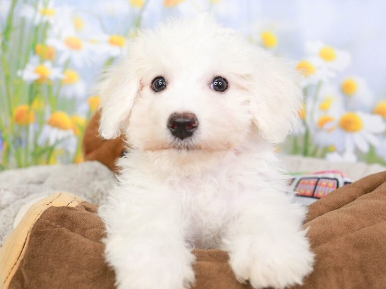 Bichon Frise