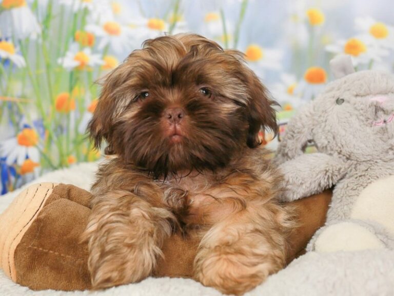 Shih Tzu
