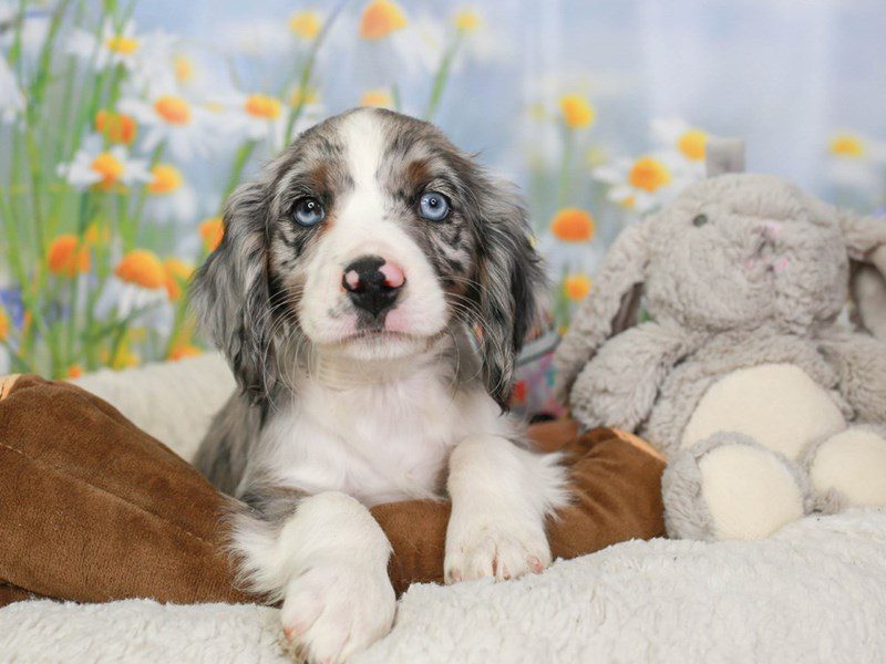 Aussalier-Male-bl mrl-3593013-Animal Kingdom | Puppies N Love