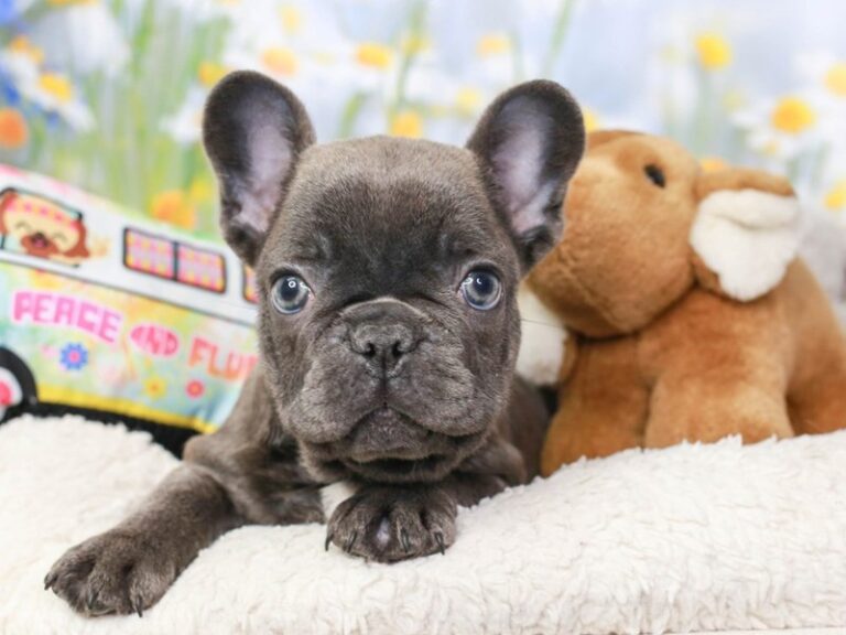 French Bulldog