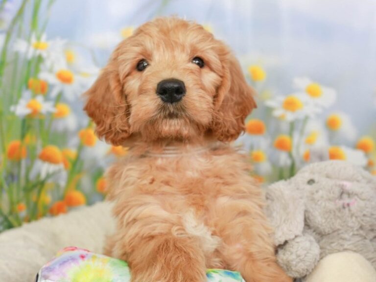 Mini Goldendoodle