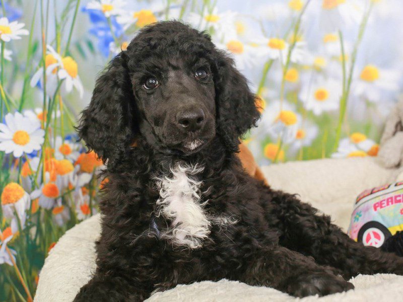 Standard Poodle-Female-BLK & WHT-3593006-Animal Kingdom | Puppies N Love