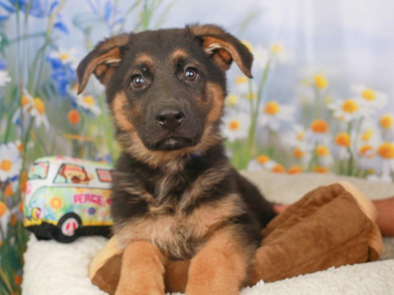 German Shepherd Dog-Male-blk & tn-3593855-Animal Kingdom | Puppies N Love