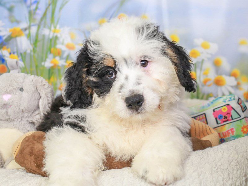 Mini Bernadoodle-Male-Blk Wh & Tri markings-3594014-Animal Kingdom | Puppies N Love