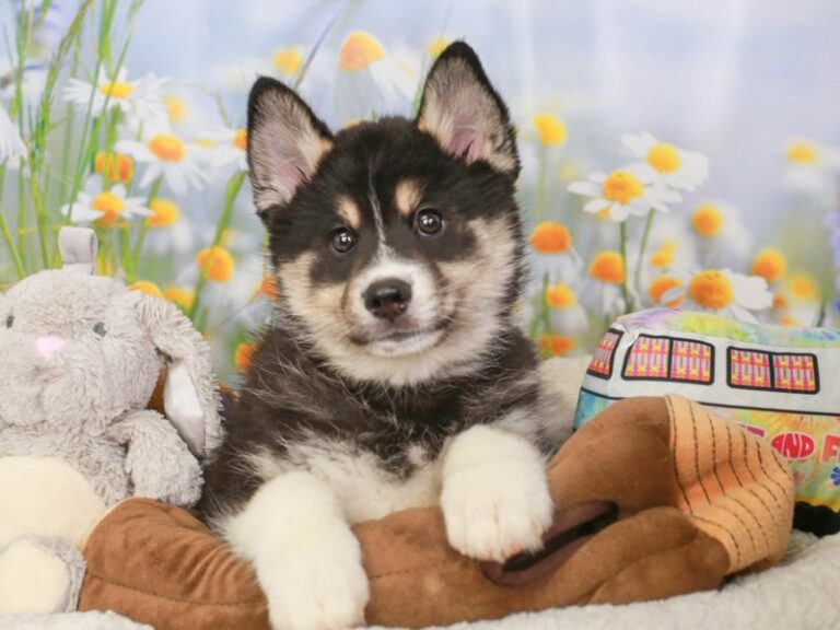 Pomsky