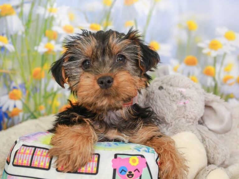 Yorkshire Terrier