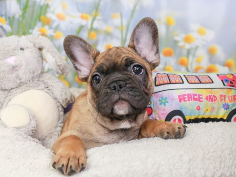 French Bulldog