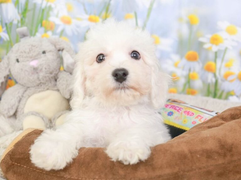 Bichon Frise