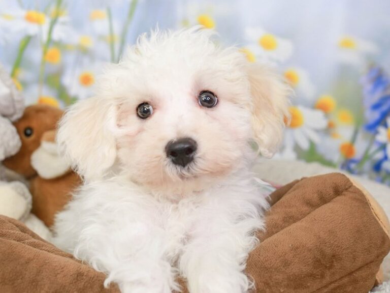 Bichon Frise